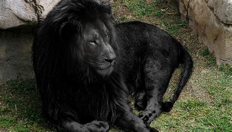 [FACT OR FAKE #95] Is This 'Rare' Photo Of An All-Black Lion Real?