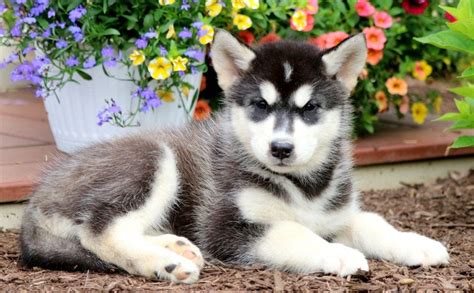 Alaskan Malamute Mix Puppies For Sale | Puppy Adoption | Keystone Puppies