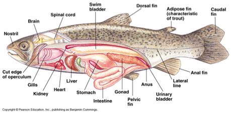 Yellow Perch Anatomy