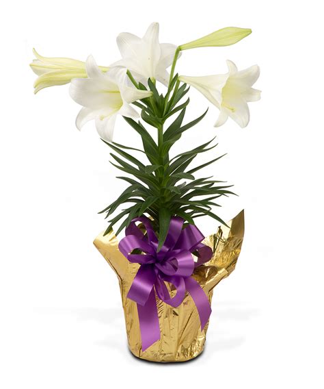 Easter Lilies, Floral Designs & Gifts - Walter Knoll Florist