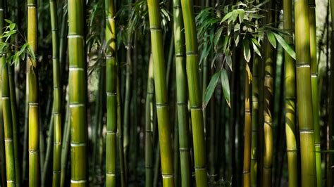 Bamboo Forest [3840×2160] – HD Wallpapers