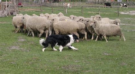 Border collie herding sheep | Herding sheep, Best dog photos, Dog photos