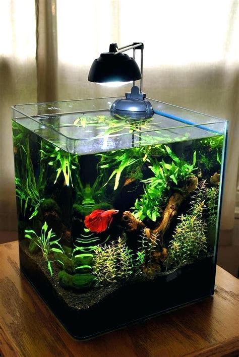 15 Stunning Aquarium Design Ideas for Indoor Decorations | Betta fish tank, Betta aquarium