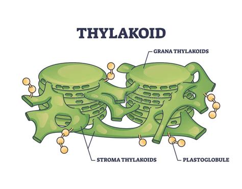 Thylakoid Membrane Cyanobacteria