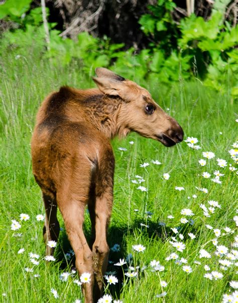 Experience - Viewing Baby Moose | Guide for Alaska's Disappearing Tourists