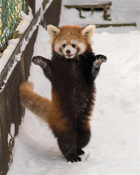 Can You Have A Red Panda As A Pet | Pets Animals US