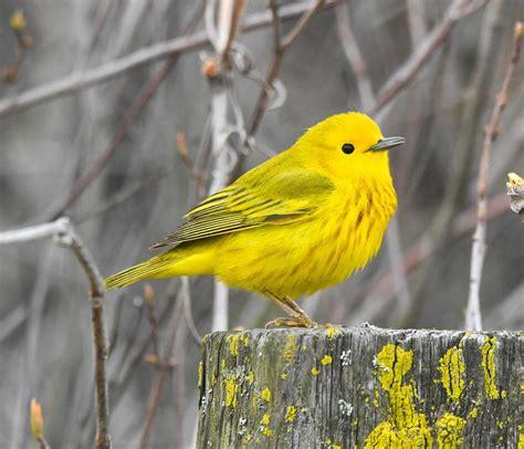 Yellow Warbler Birds Bring Spring Sunshine - Birds and Blooms