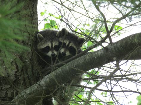 Murray & Candace's Adventures: Raccoon Family...