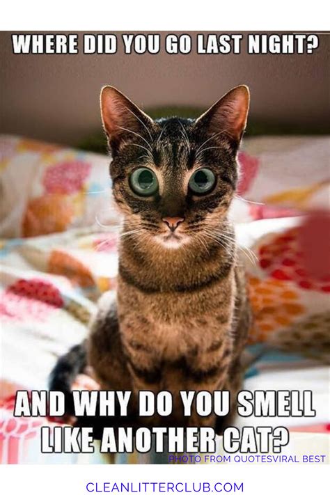 Hilarious Cat Memes