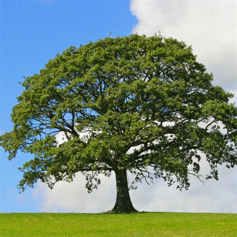 Oak Tree Urn, Cremation Oak, Turn Into An Oak Tree, Bio Urn Oak Tree – The Living Urn