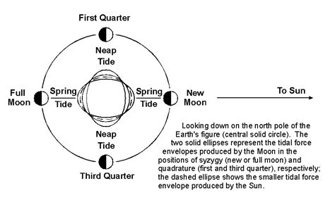 The Moon & the Tides