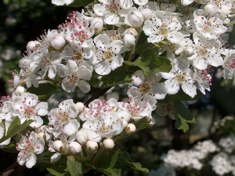 Free Hawthorn Blossom 1 Stock Photo - FreeImages.com