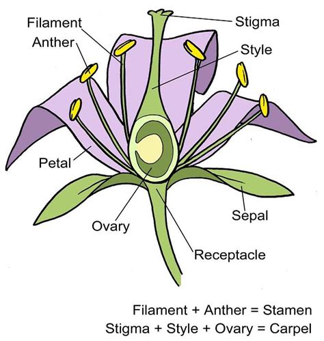 Flower Plant Diagram - Garden Plant