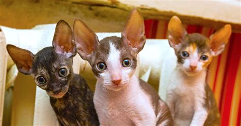 5 Things to Know About Cornish Rex Cats - Petful | Rex cat, Cornish rex ...