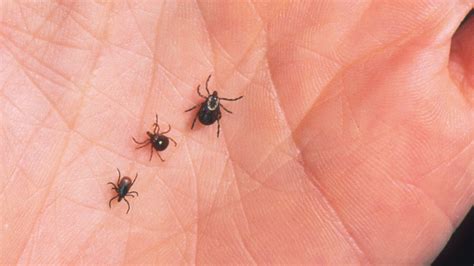 Tick Bites | Lyme Disease | Treatment | Old Farmer's Almanac