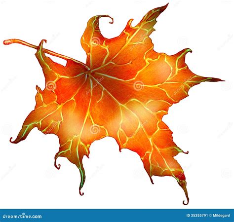 Red autumn leaf stock illustration. Image of vein, drawings - 35355791