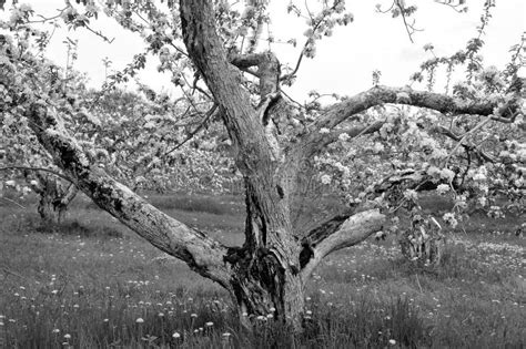 Apple Tree Blooming Black White Stock Photos - Download 964 Royalty ...