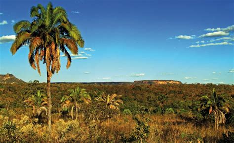 Os segredos do cerrado - Revista Natureza