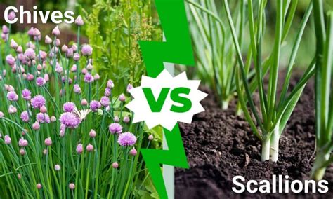 Chives vs Scallions: What’s the Difference?