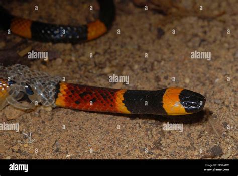 North American Coral Snake Stock Photo - Alamy