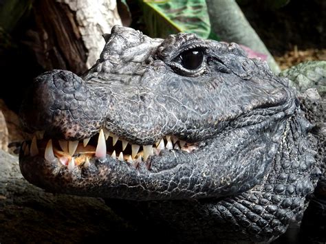 Crocodile Showing Fierce Teeth Free Stock Photo - Public Domain Pictures