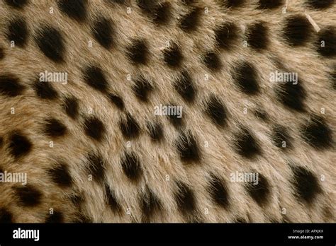 Close up of cheetah skin Stock Photo - Alamy