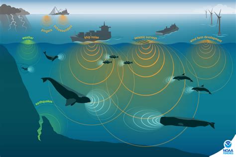 Ocean Noise | Greater Farallones National Marine Sanctuary