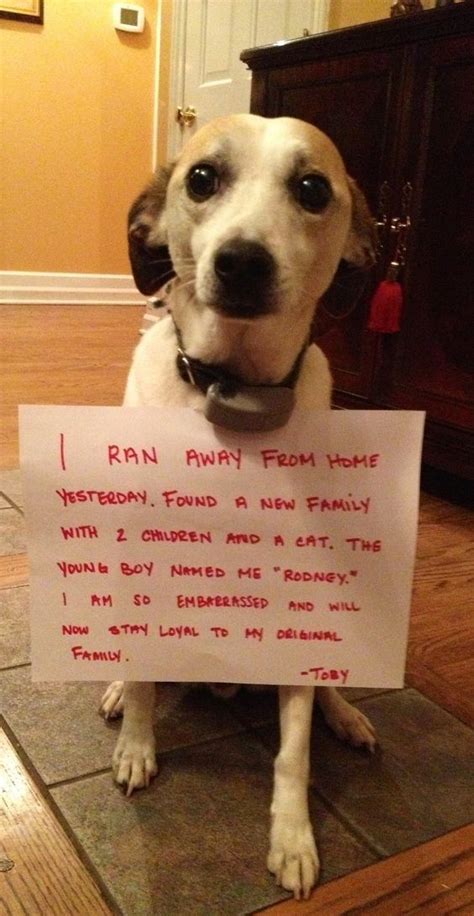 17 Guilty Dogs And Their Shameful Crimes | Guilty dog, Animal shaming, Dog shaming