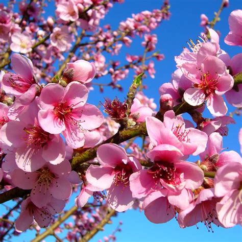 Peach tree - planting, care and pruning tree, varieties