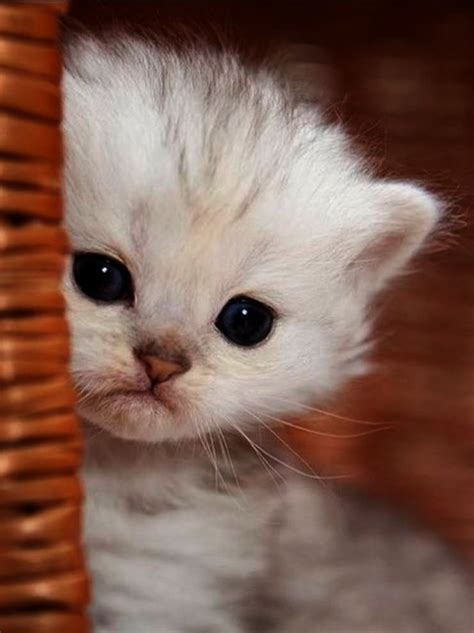 Cute Cat Breeds That Stay Small - Pets Lovers