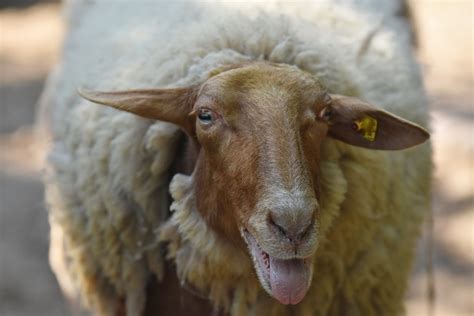 Domestic sheep (Ovis aries) - ZooChat