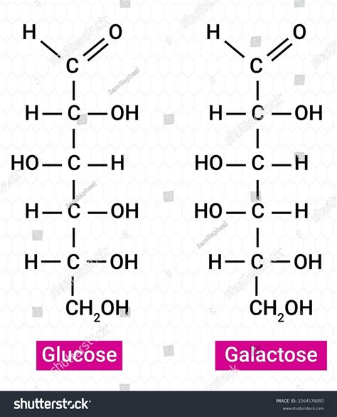 Chemical Structure Glucose Galactose Stock Vector (Royalty Free ...