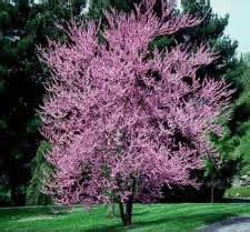 Redbud Trees Sale | Arbor Hills Tree Nursery | Best Prices | Price Match