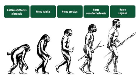 Homo Sapiens Evolution Timeline