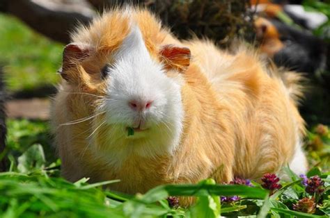 What Breed Is My Guinea Pig? – Lafeber Co. – Small Mammals