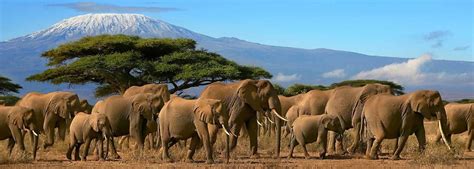 Mount Kilimanjaro National Park - Safari | Activities | Animals - Rhino Rest