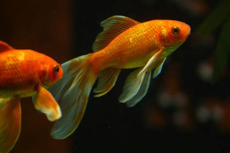 Are Goldfish Aggressive? 11 Reasons & Solutions to Stop it | Pet Keen