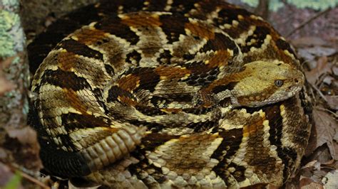 The Highly Venomous Timber Rattlesnake Is an American Icon | HowStuffWorks