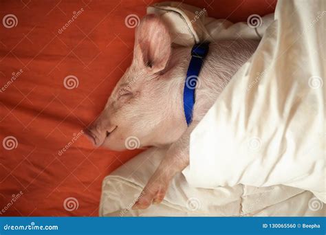 Cute Pig Sleeping in the Bed Stock Photo - Image of christmas, piggy: 130065560