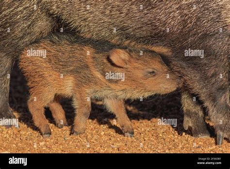 Javelina baby hi-res stock photography and images - Alamy