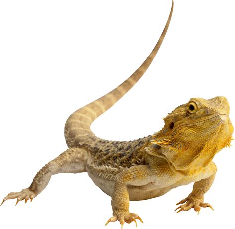 Collection of Lizard PNG. | PlusPNG