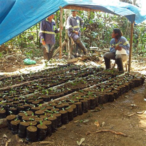 Rainforest: Mining In The Amazon Rainforest