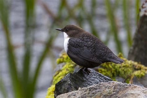 The national bird of Norway | Norway - Bamble - The national… | Flickr