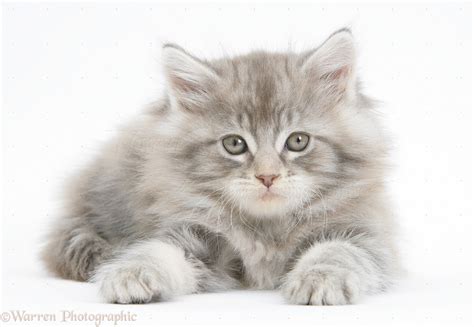 Silver tabby Maine Coon kitten, 7 weeks old photo WP38052