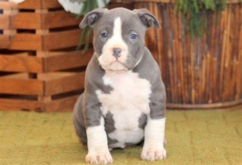 99+ Bully Pitbull Pups For Sale - l2sanpiero