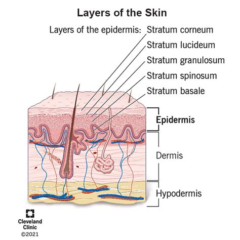 Describe the Structure and Function of the Skin - Felicity Brown