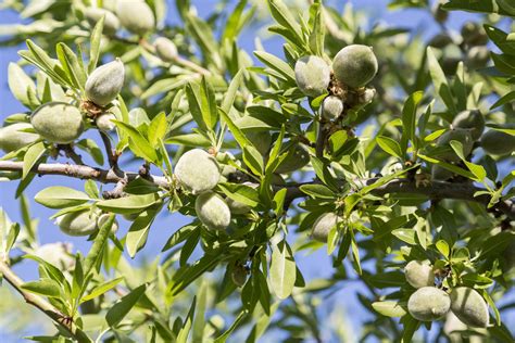 How to Grow and Care for Almond Trees