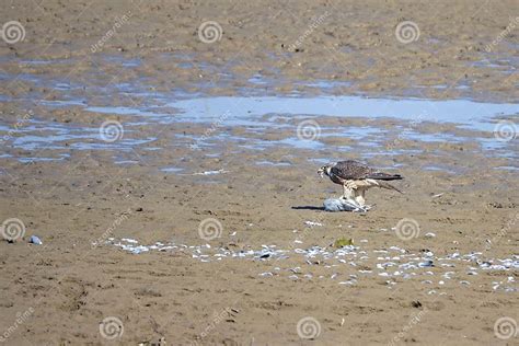 Sparrowhawk hunting stock image. Image of bird, animals - 106027599