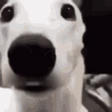 Dog Scared GIF - Dog Scared - Discover & Share GIFs