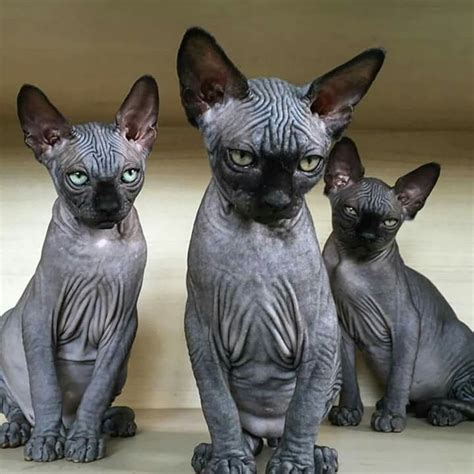 Top 10 Weirdest Cat Breeds - PetHelpful